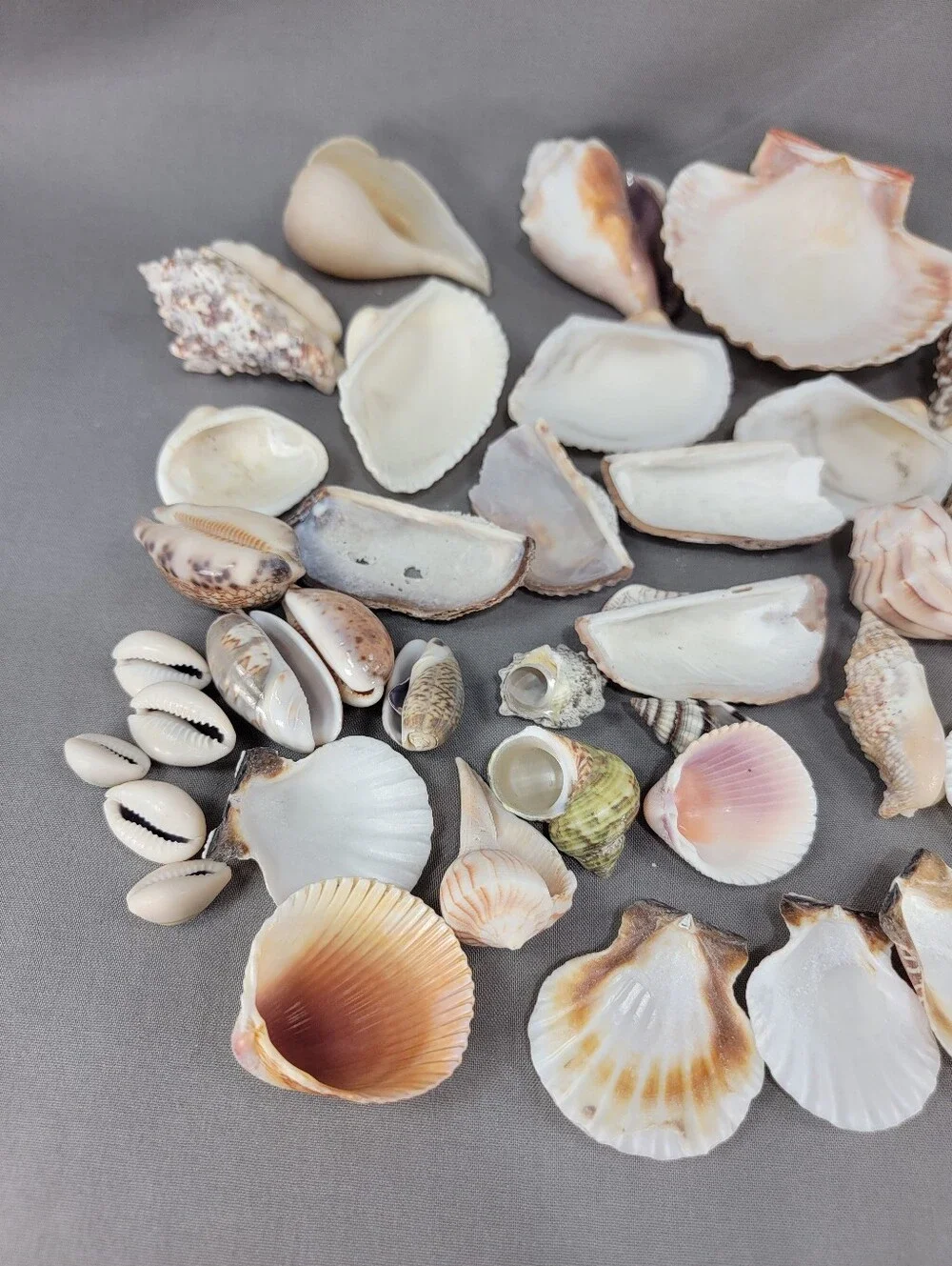 Assorted Seashell Shell Lot Coastal Beach Wedding Crafts Nautical Decor